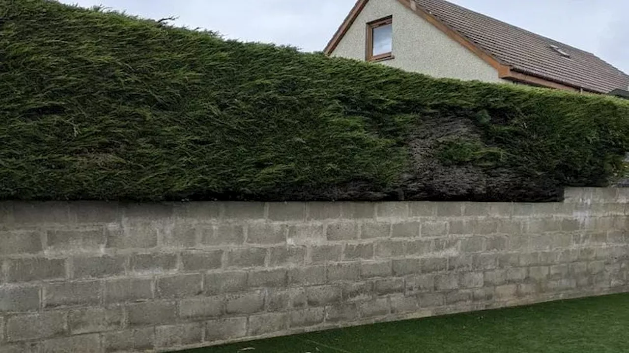 Hedge Battle Lost: Summer BBQs Ruined by Neighbor's 'Towering' Plant