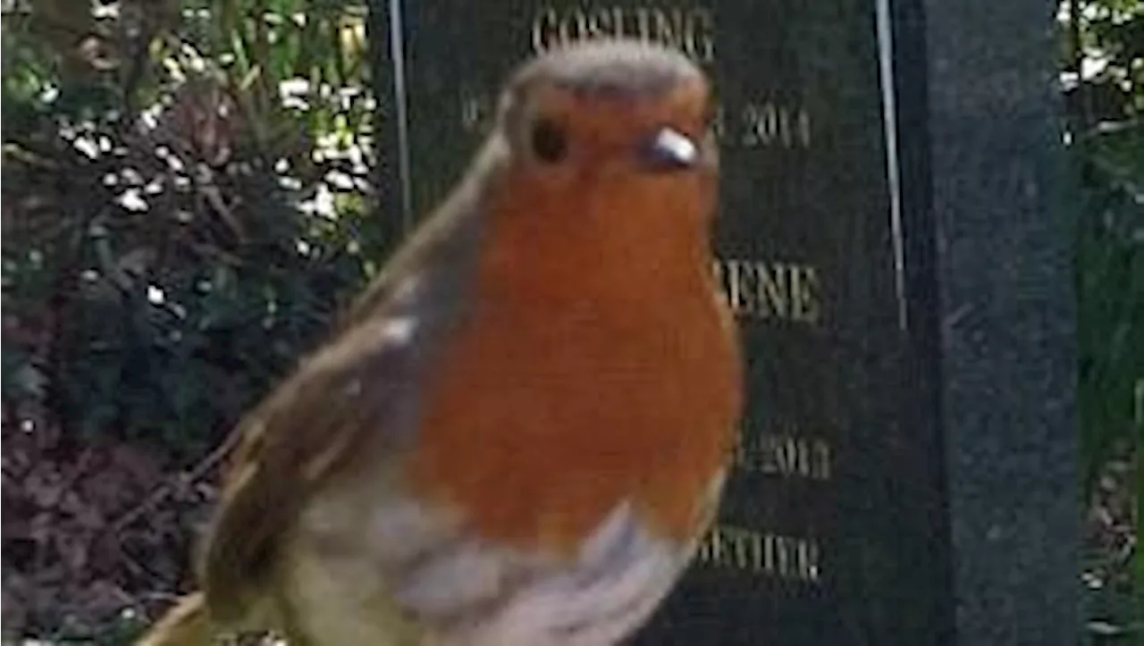 Robins: A Symbol of Comfort and Connection for Grieving Hearts