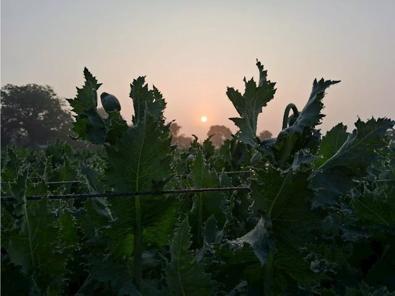 चित्तौड़गढ़ में सर्द हवाओं के चलते तापमान में गिरावट