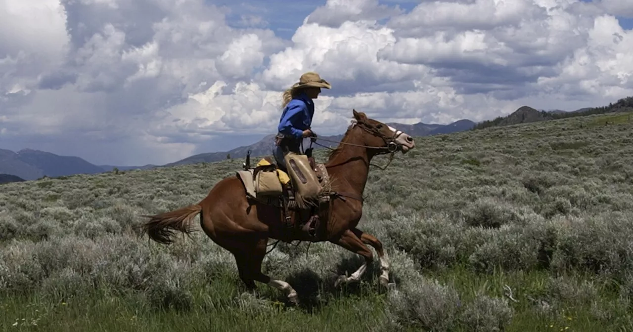 Colorado Selects First Range Riders to Protect Livestock from Wolves