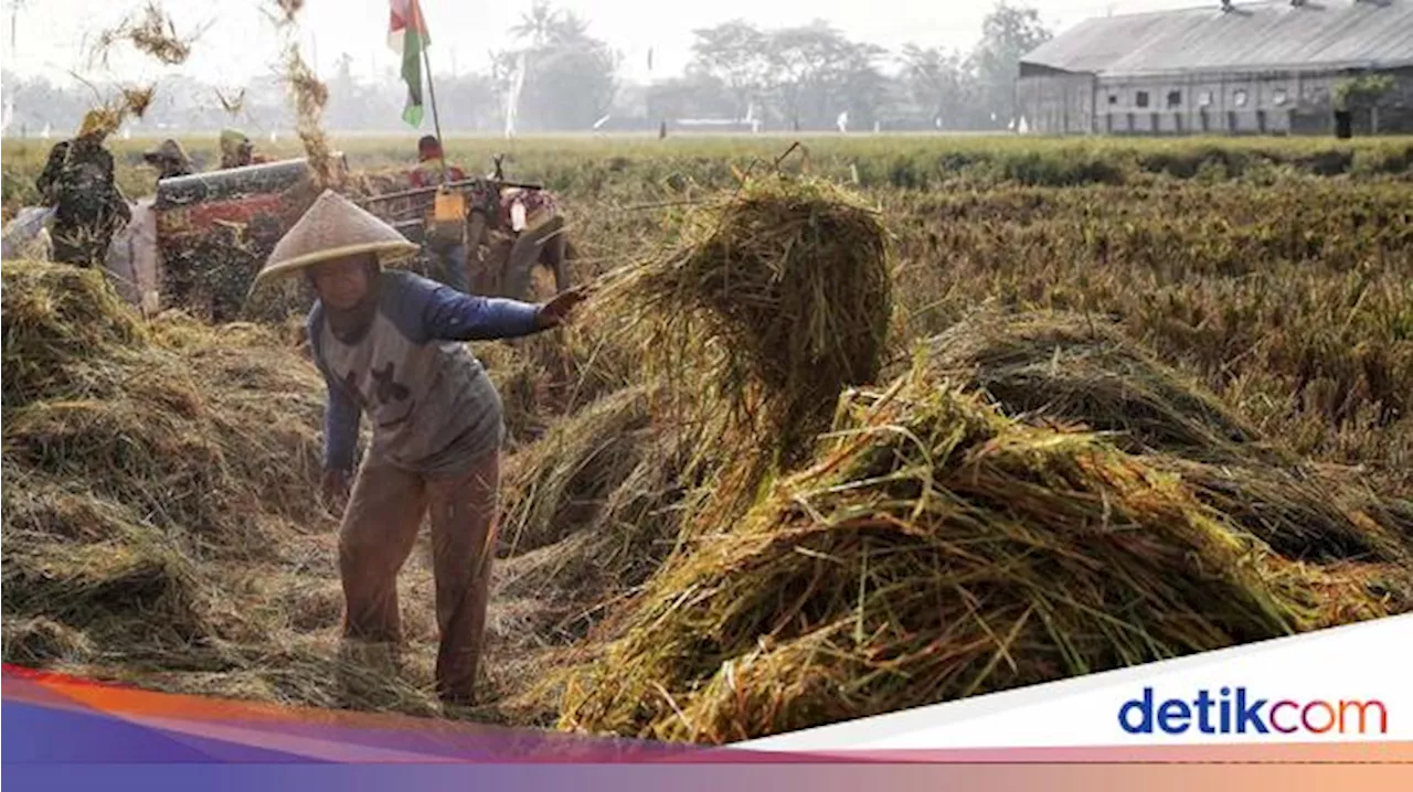 Sanksi Tegas bagi Penggilingan yang Tidak Patuhi HPP Gabah Rp6.500/kg