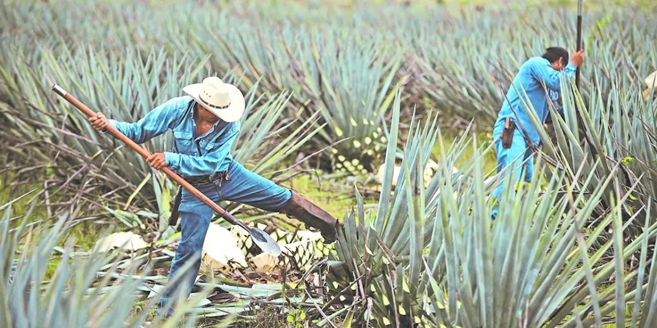 Agaveros tradicionales recibirán asesoría fiscal y contable para vender directo a la industria