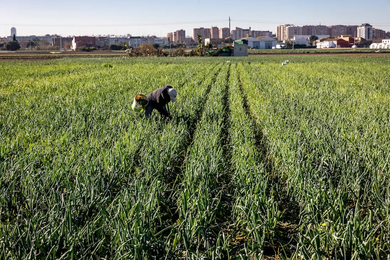 Reforma de la Ley de la Huerta en Valencia: Desprotección y Conflicto