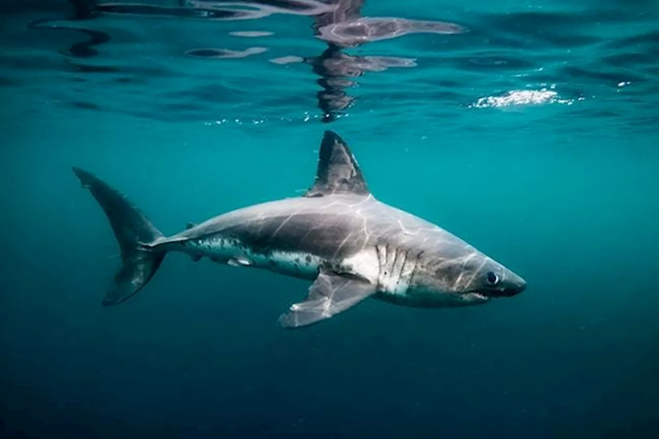 Sharks: The Unexpected Oceanographers