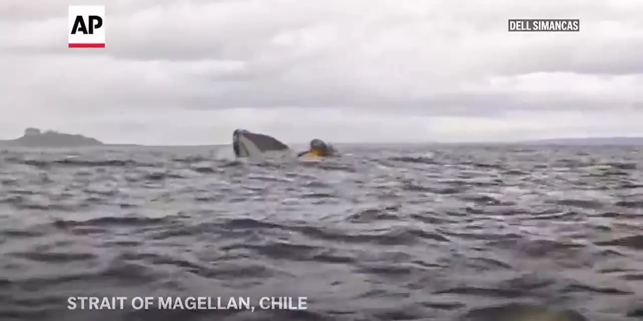 Humpback Whale Briefly Swallows Kayaker in Chile