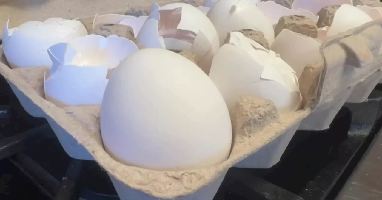 Utahns Feel the 'Egg-flation' as Prices Soar