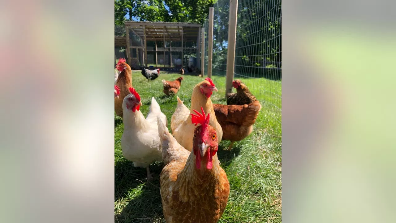 Backyard Chickens: A Rising Trend Amidst Egg Shortages