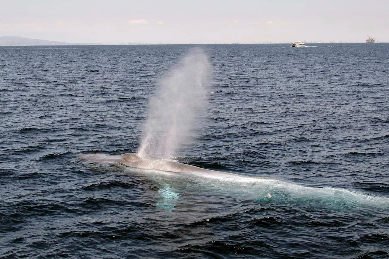 Some whales sing low enough to be ‘acoustically invisible’ to predators, research suggests