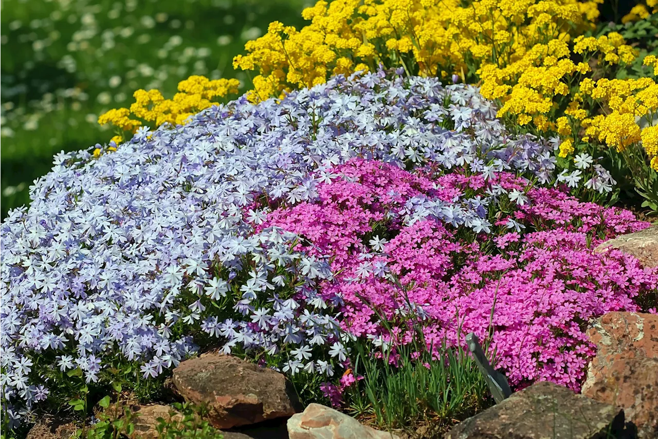 Video: 5 Einfache Bodendecker für einen blühenden Garten