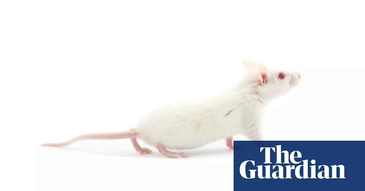 Animal Welfare Concerns Raised Over Rat Strangulation Study on Intimate Partner Violence