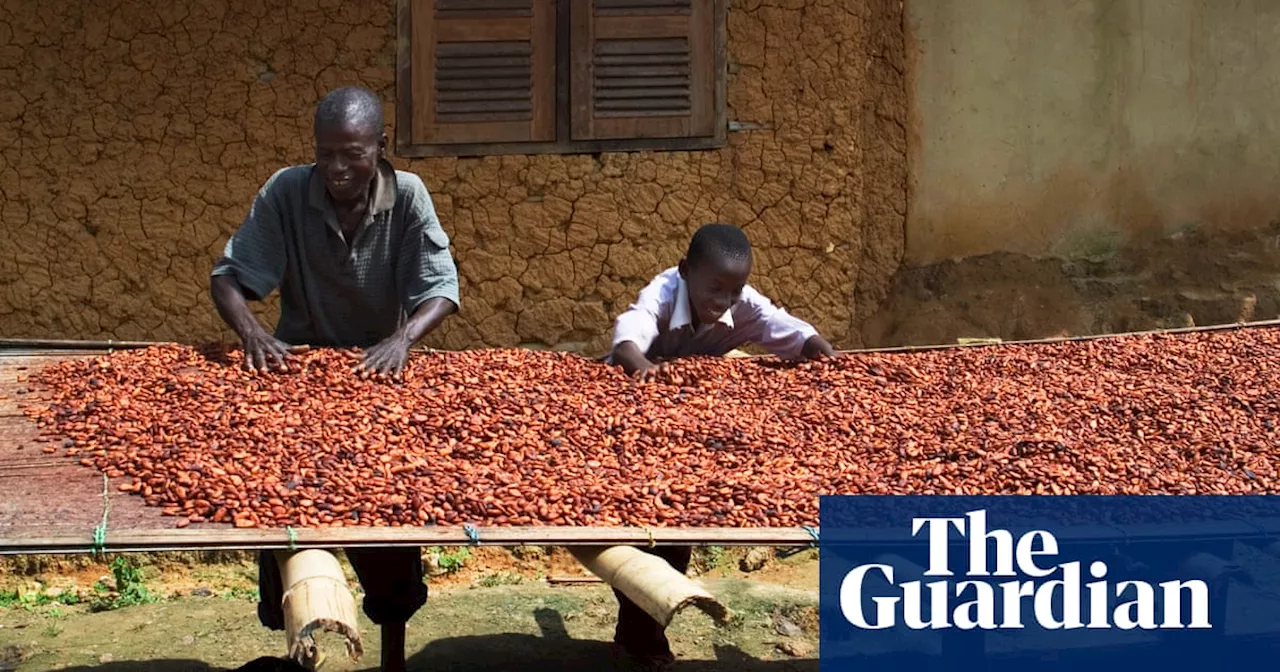 Climate Crisis Pushes Cocoa Prices to Record Highs and Threatens Global Chocolate Supply