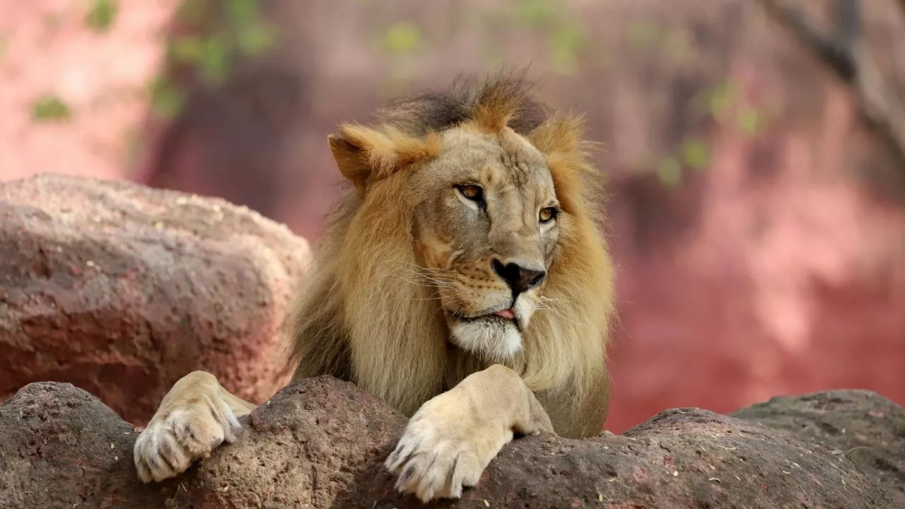 León pasea por calles de Ocoyoacac, ¿mascota legal?