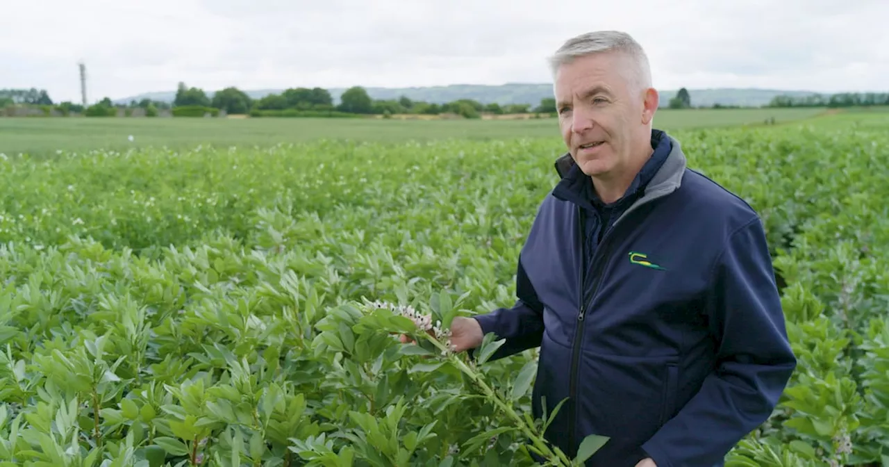 Fava beans: the future of sustainable food production in Ireland?