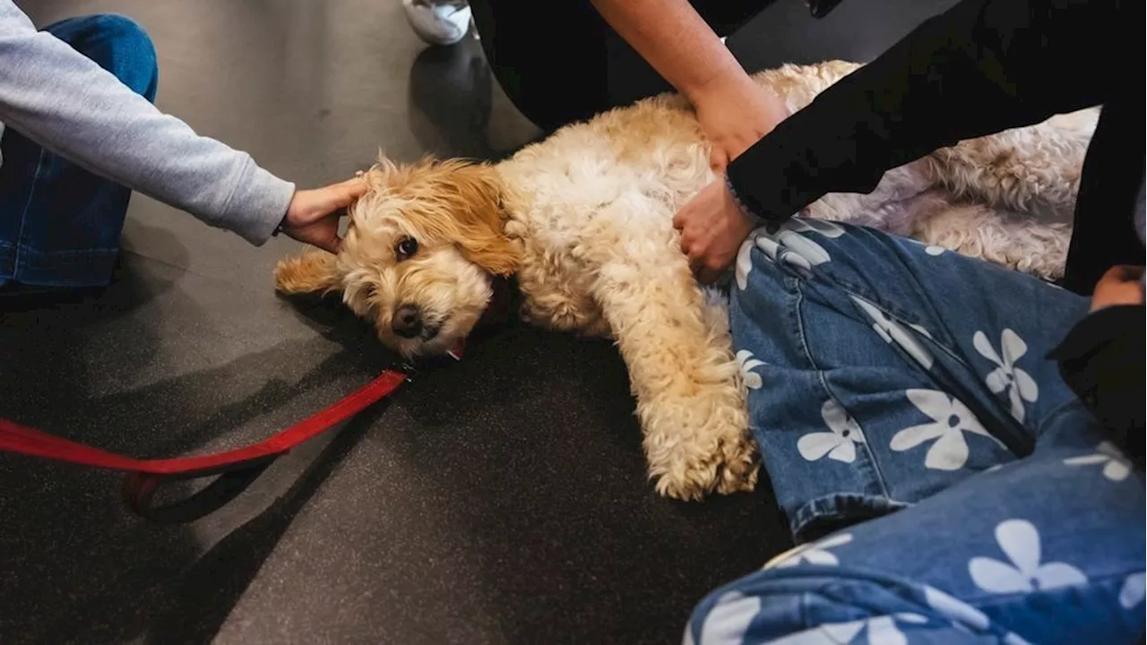 Therapy Dogs Ease Stress and Depression in College Students