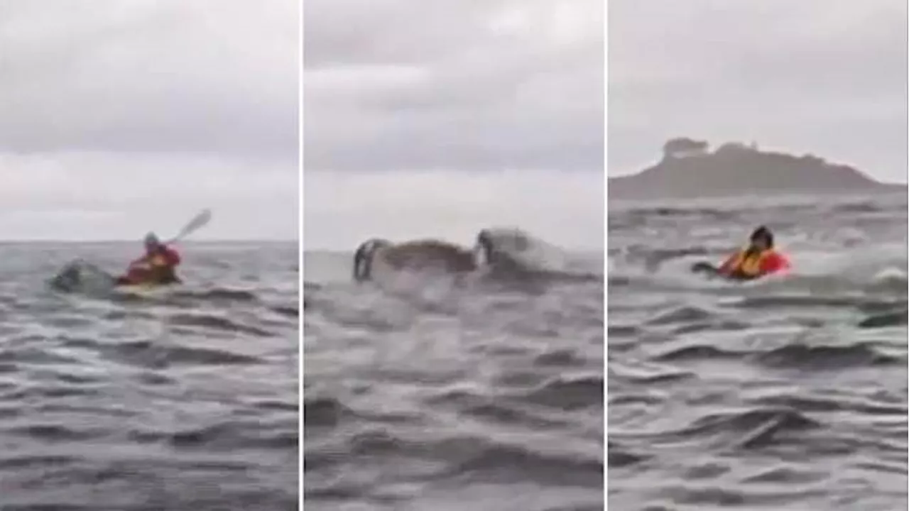 Humpback Whale Briefly Engulfs Kayaker in Chile