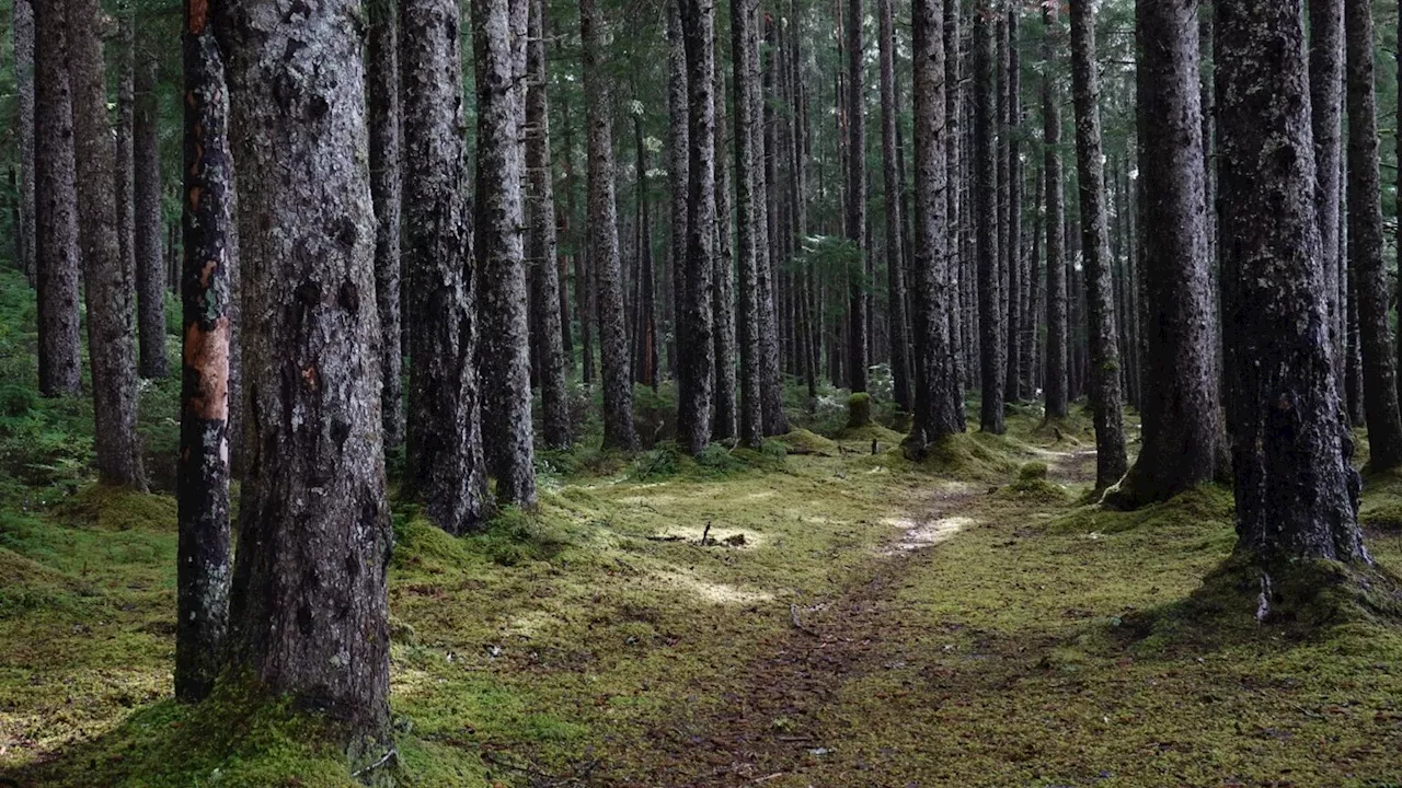 Tongass National Forest Management Plan Undergoes Major Update