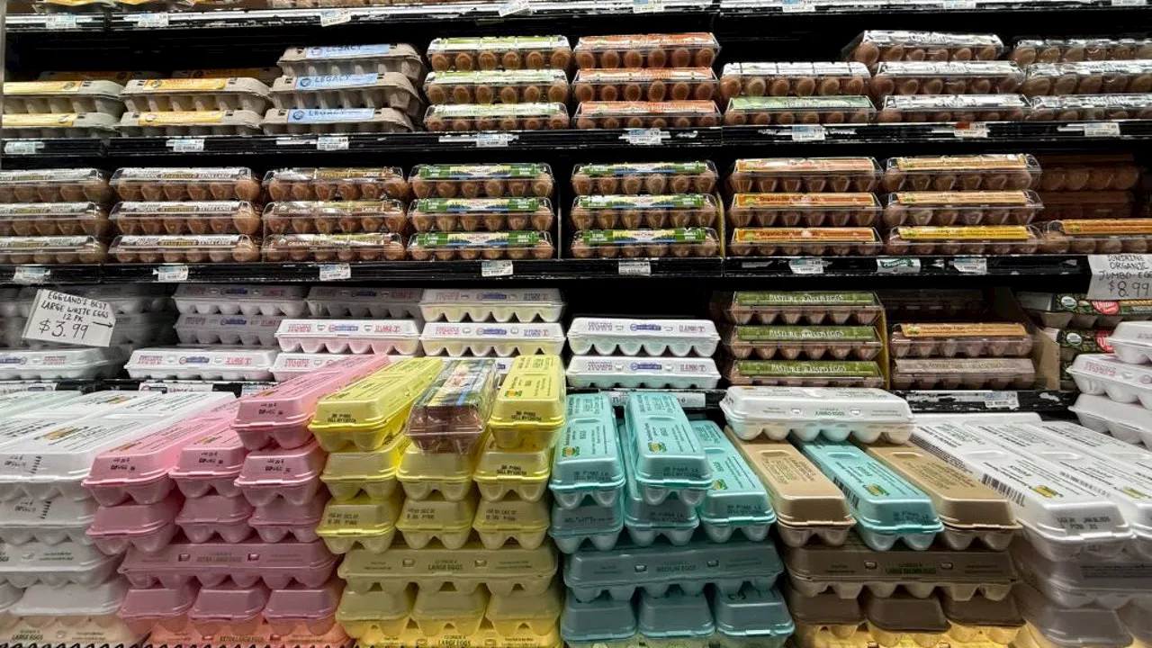 Record-High Egg Prices Grip US Amid Bird Flu Outbreak