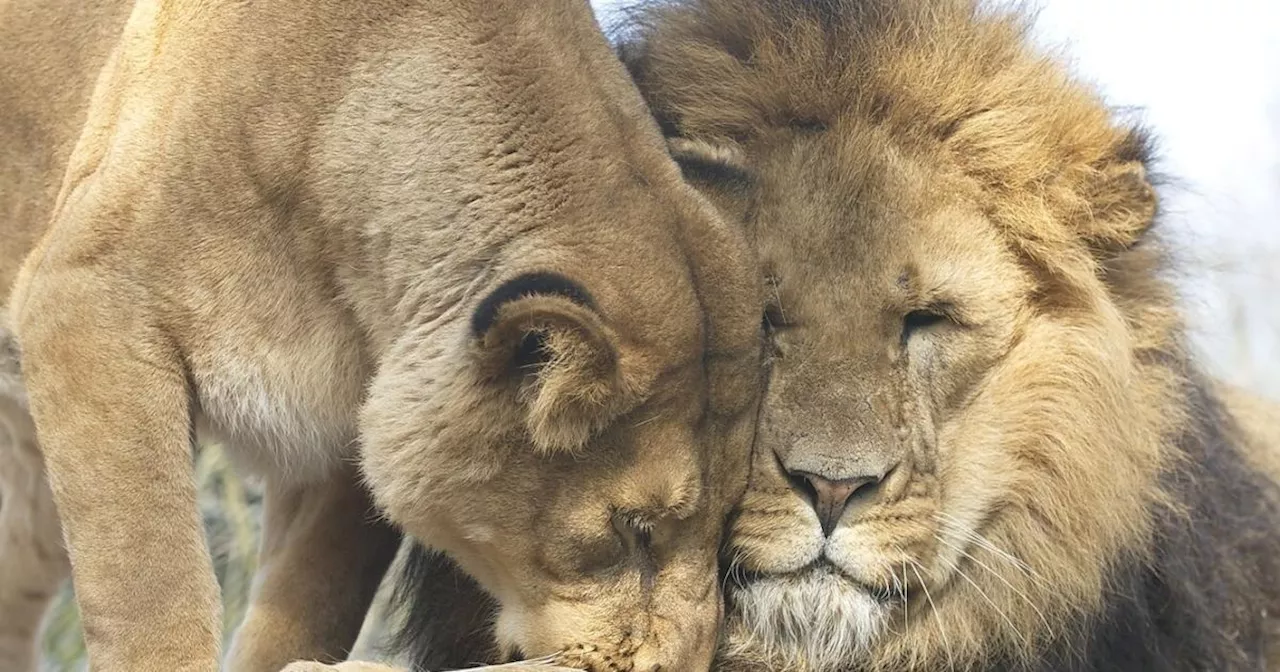 Sissy und Sepp: Zwölf Jahre glückliches Pärchen im Tierpark Walding