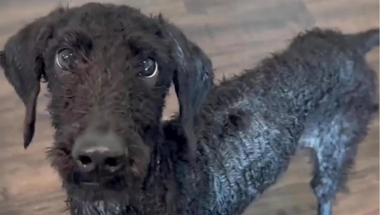 Violet, un cane Goldendoodle che ha vissuto un inferno, trova speranza in un rifugio