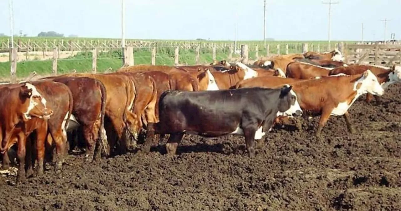 El Margen Bruto del Engorde a Corral Registra un Terreno Positivo en Febrero