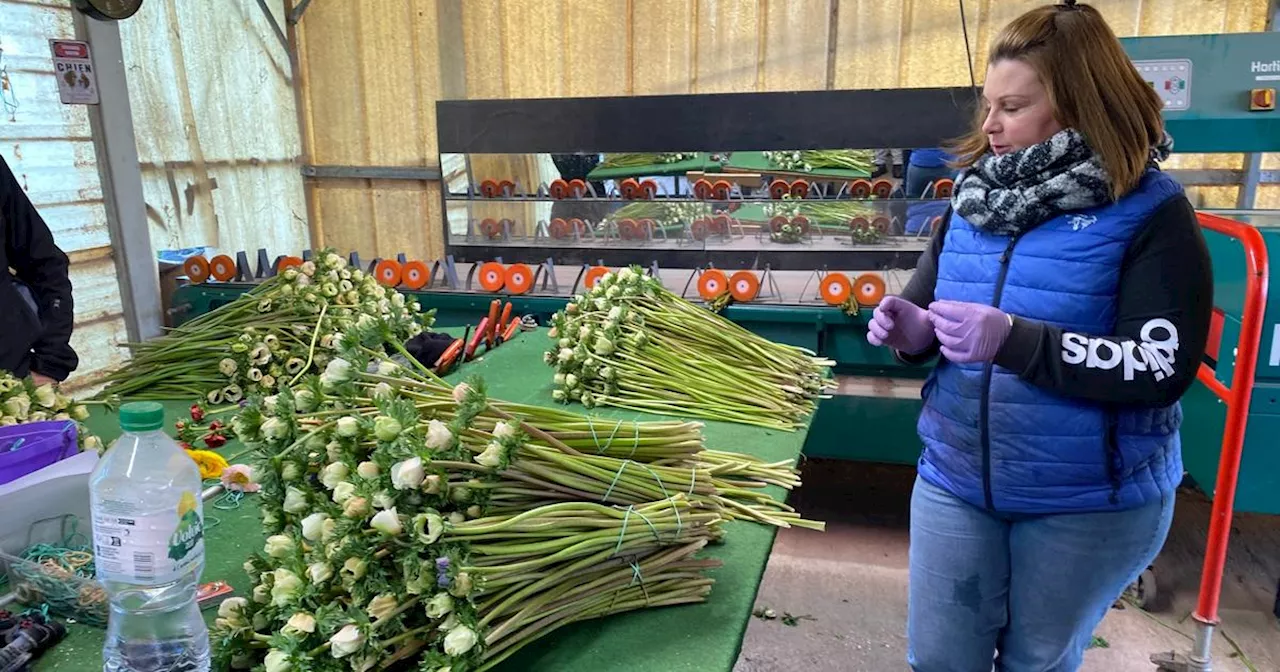 «La rose de Saint-Valentin n’est plus produite chez nous»: le combat des horticulteurs pour défendre la fleur française