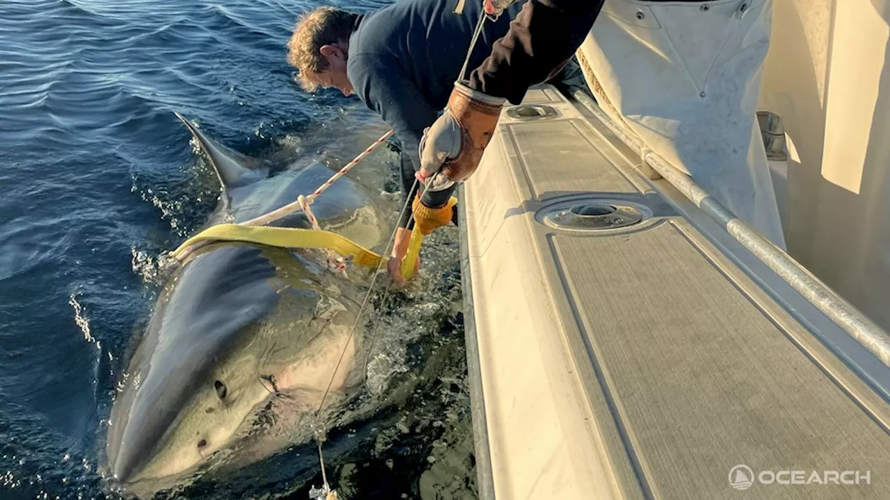 Record-Breaking Great White Shark Caught Off Florida Coast