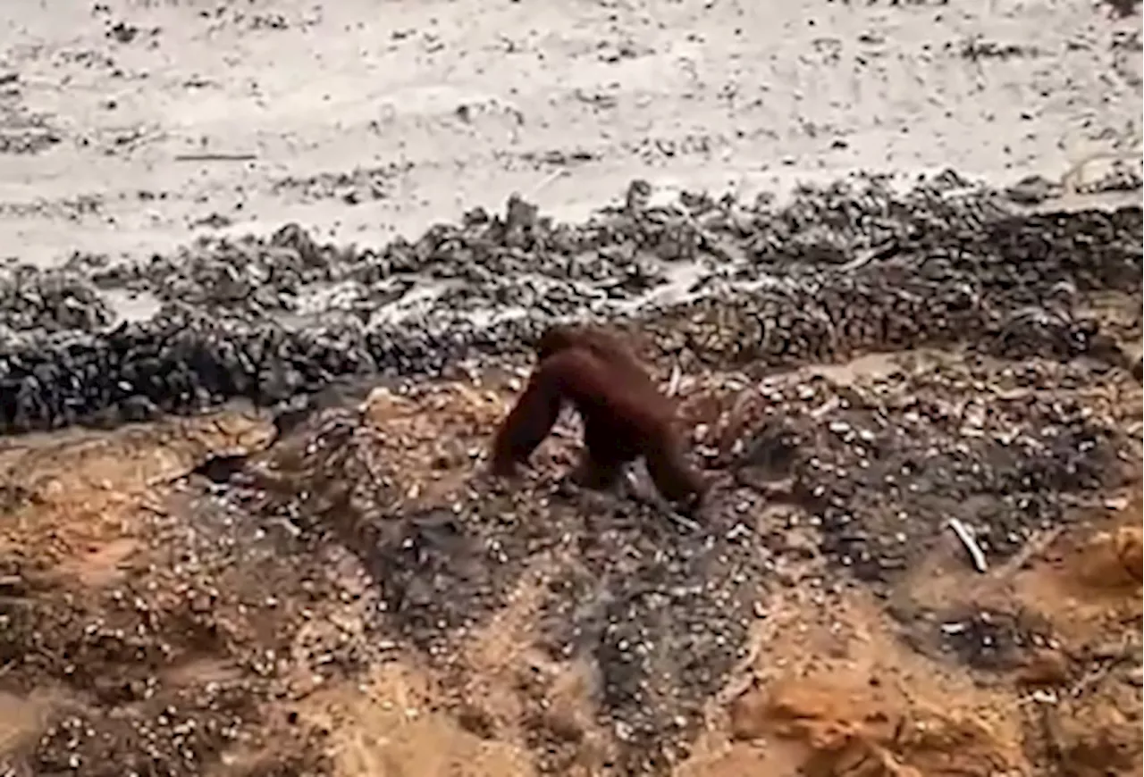 Lost Orangutan Found Roaming Indonesian Coal Mine