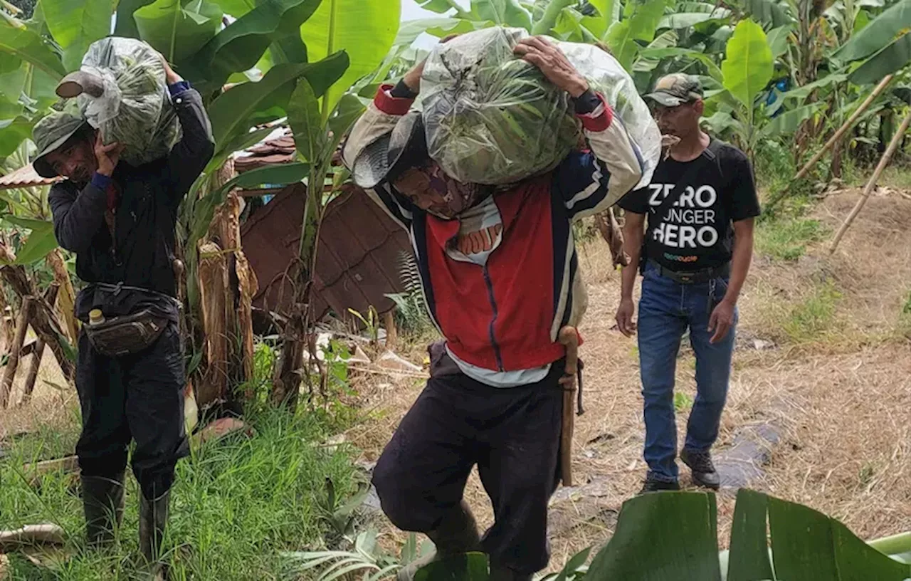 Desa Mekarwangi Lembang Budi Daya Pisang Ambon untuk Ketahanan Pangan