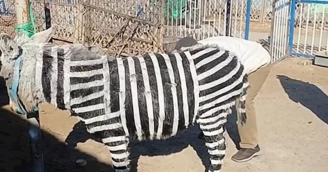 Chinese zoo caught painting donkeys to look like zebras