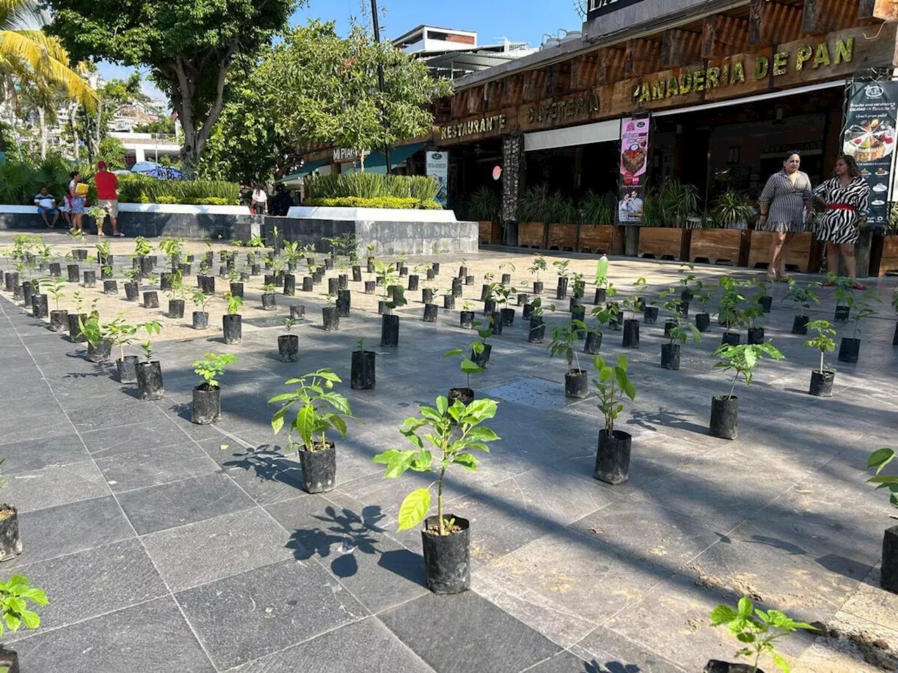 Acapulco Recibe Más de 5 Mil Árboles para Reforestación Tras Huracanes