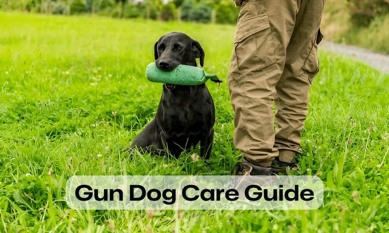 Specialized Care for Gun Dogs: Addressing Common Health Challenges