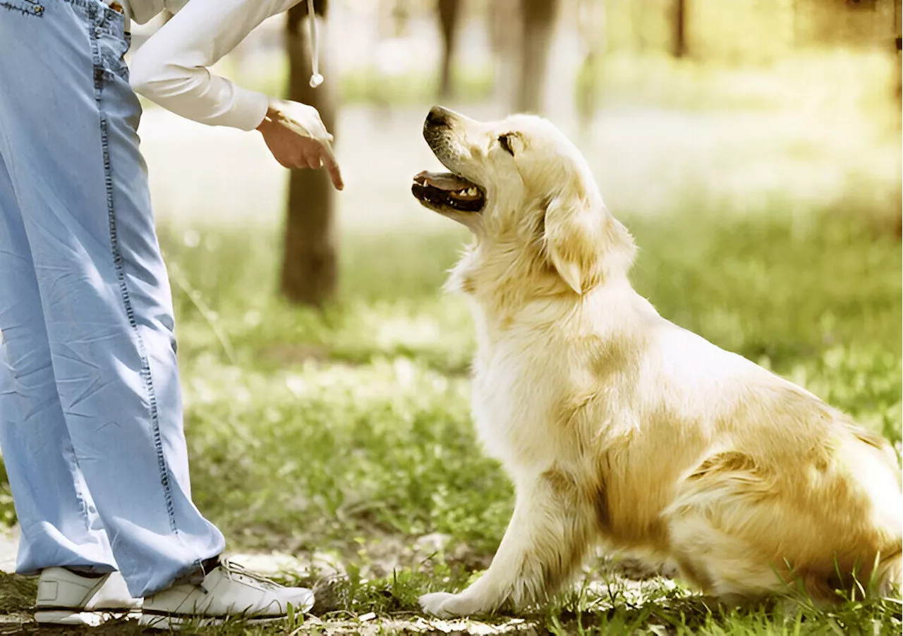 Top 10 Dog Training Techniques for a Stronger Bond