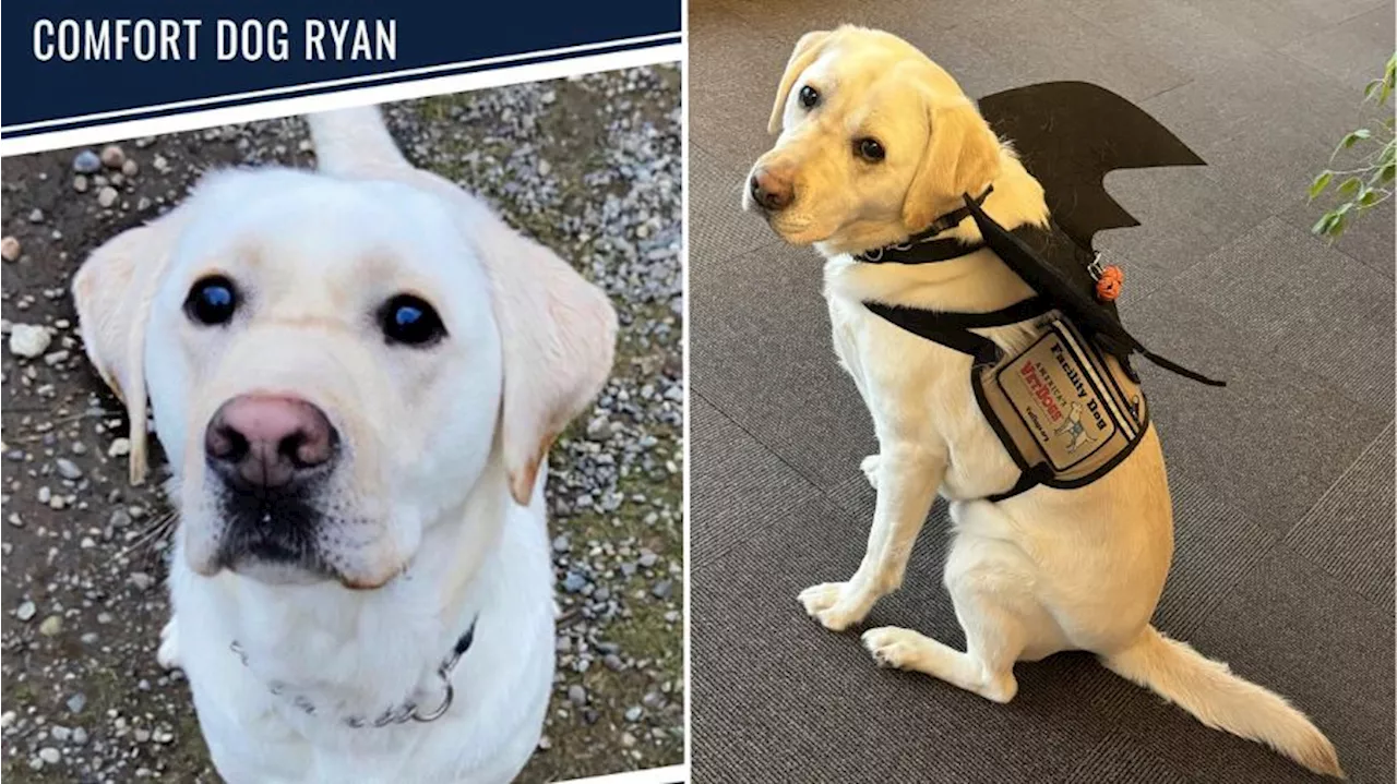 Comfort Dog 'Ryan' Supports Sexual Assault and Child Abuse Victims in Seattle