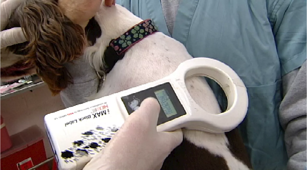 Pet microchip company Save This Life closes unexpectedly