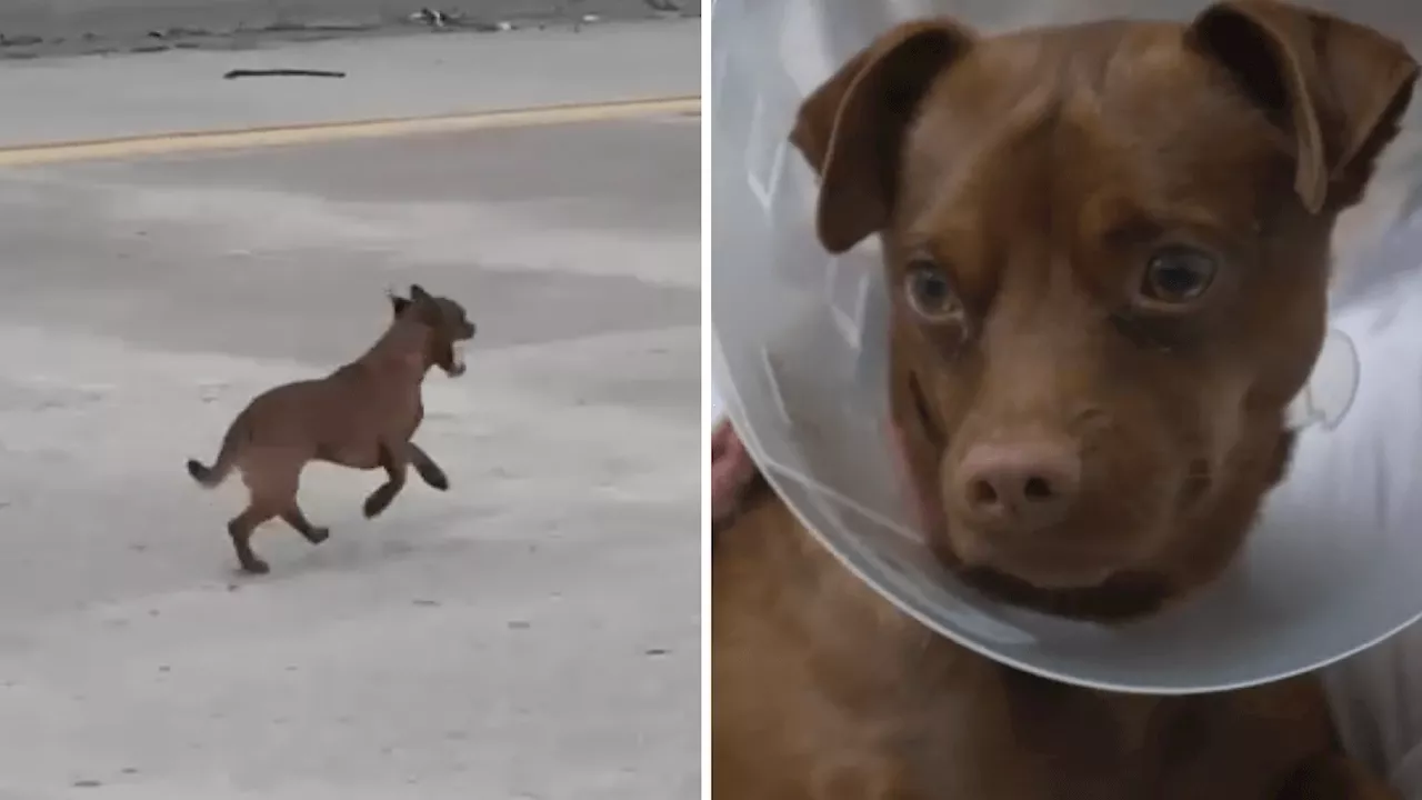 Chihuahua's Epic Freeway Dash Captures Community's Heart