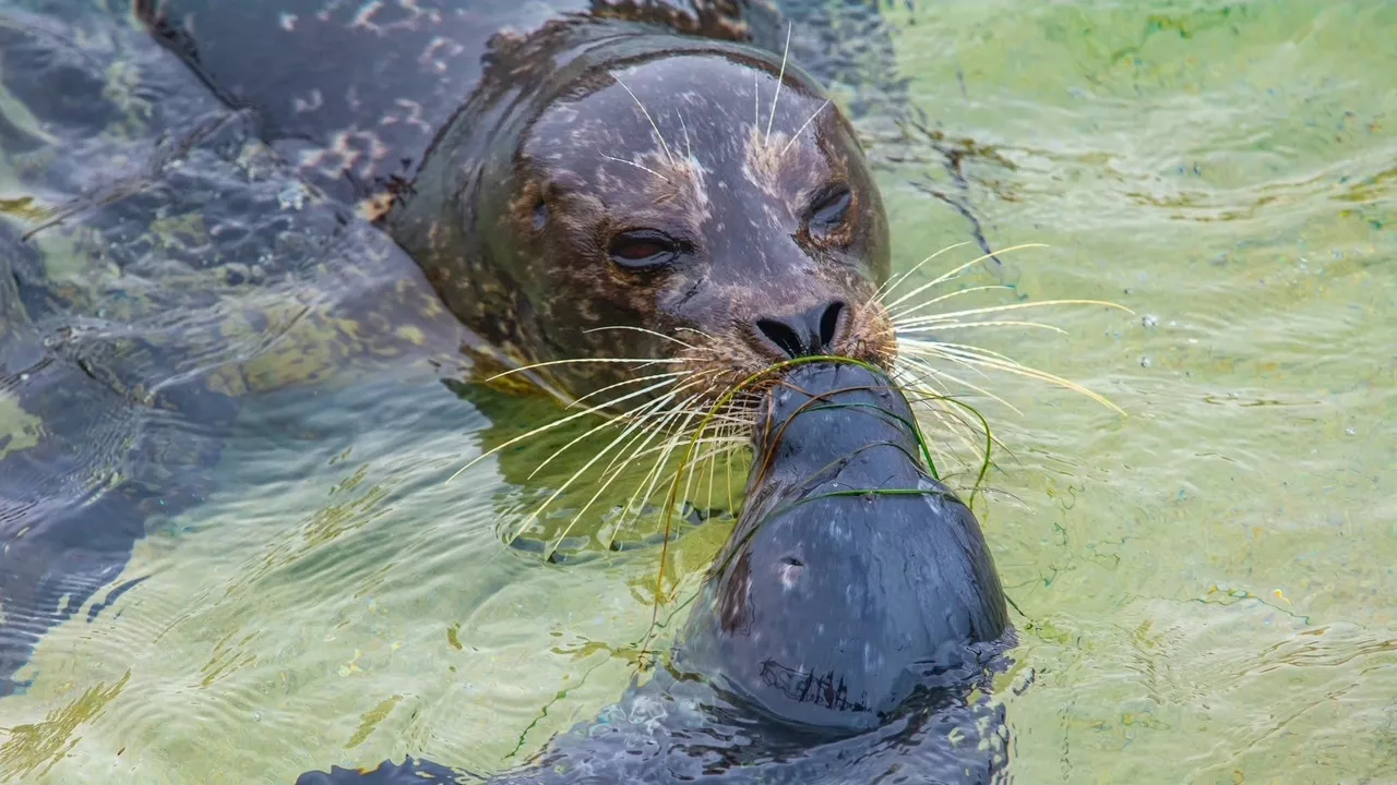 Oh baby! Harbor seal pup births begin at La Jolla's Children's Pool