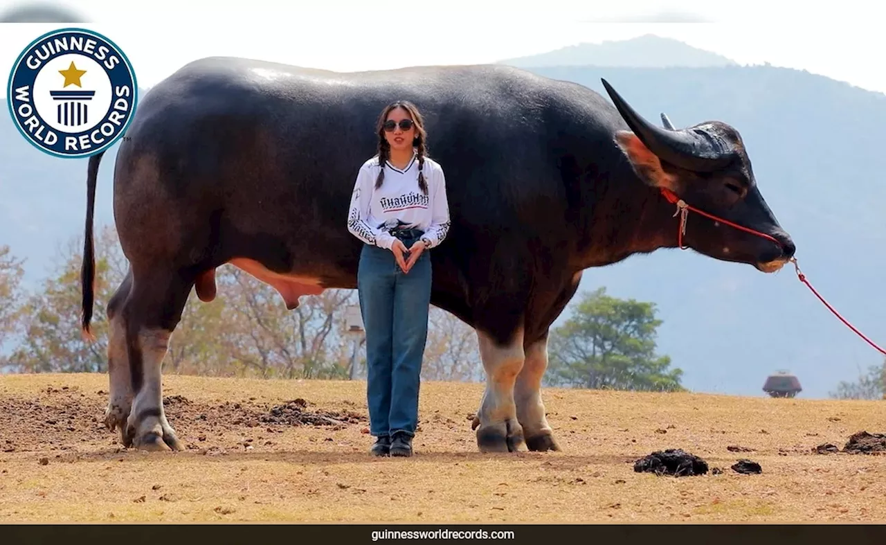 उम्र 3 साल, 6 फीट 8 इंच ऊंचाई, नाम किंग कांग..जानें क्यों दुनियाभर में वायरल हो रहा है यह क्यूट भैंसा