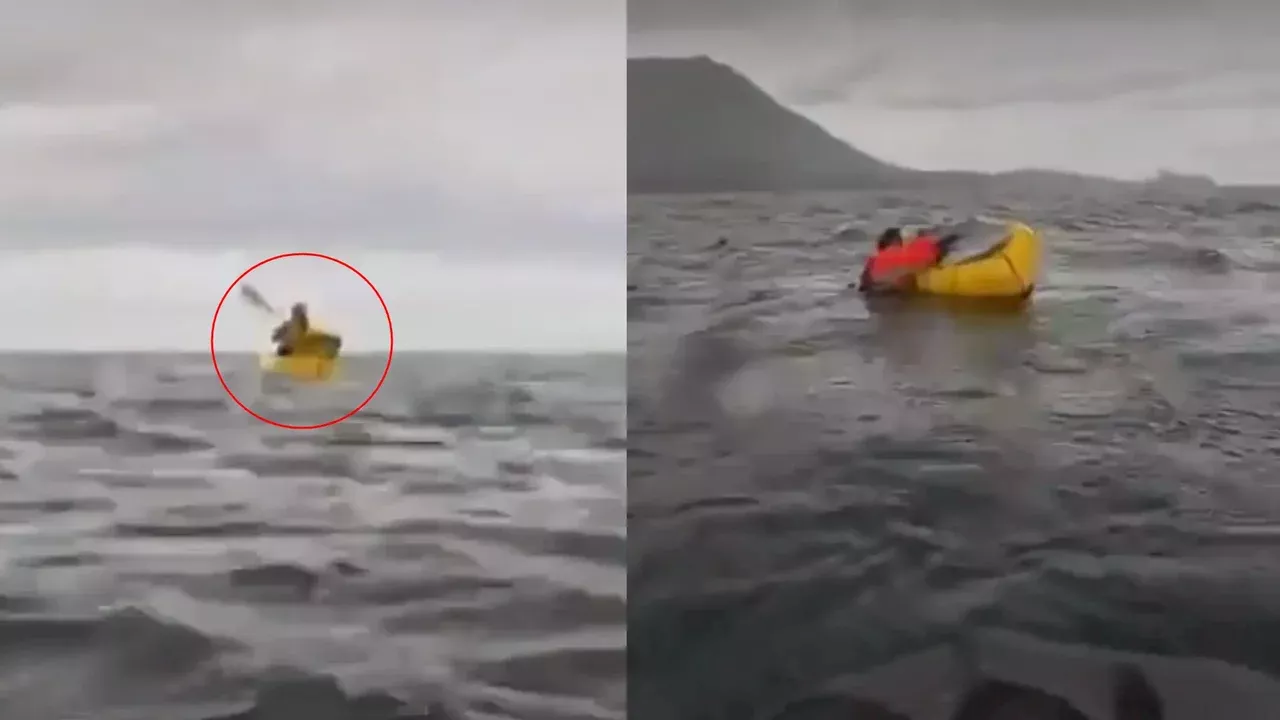  Joven fue tragado por una ballena jorobada mientras navegaba en kayak en Punta Arenas