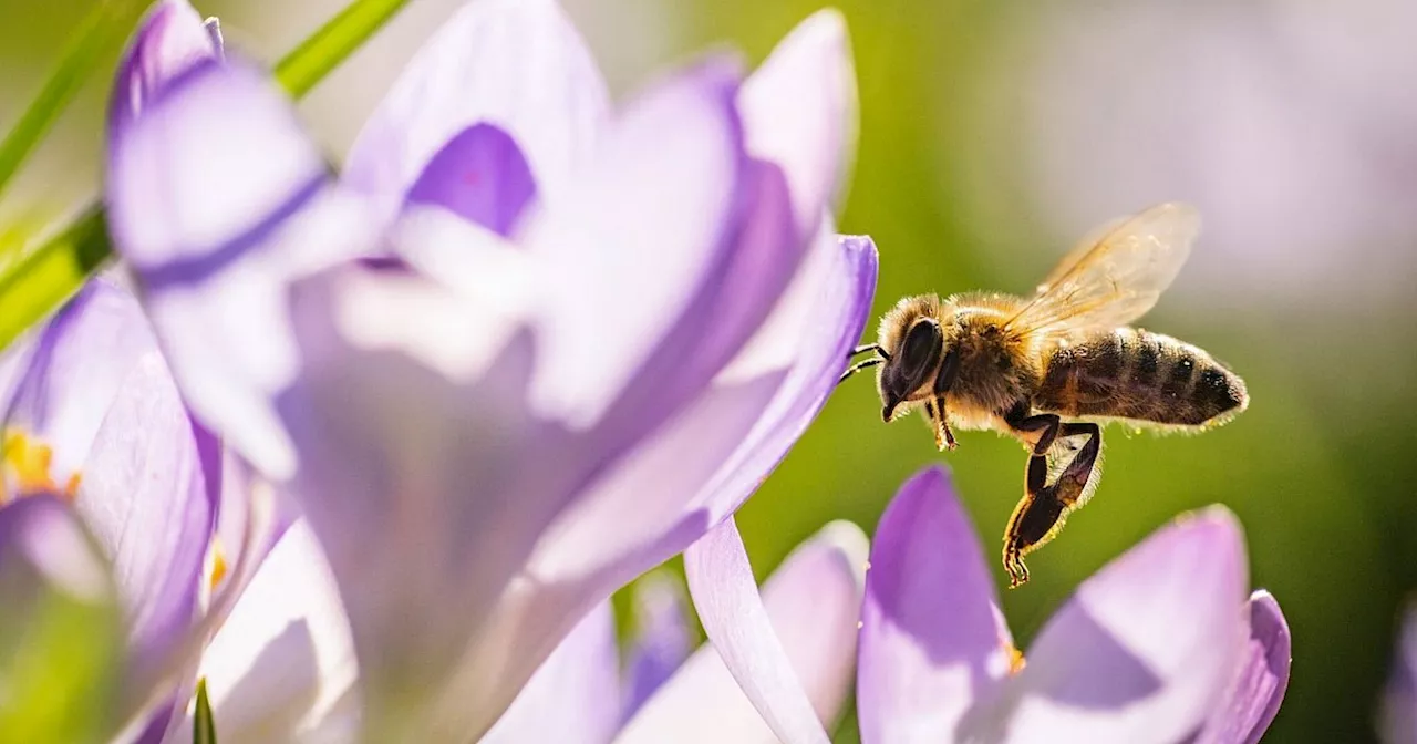 So helfen Sie den frühen Insekten im Garten