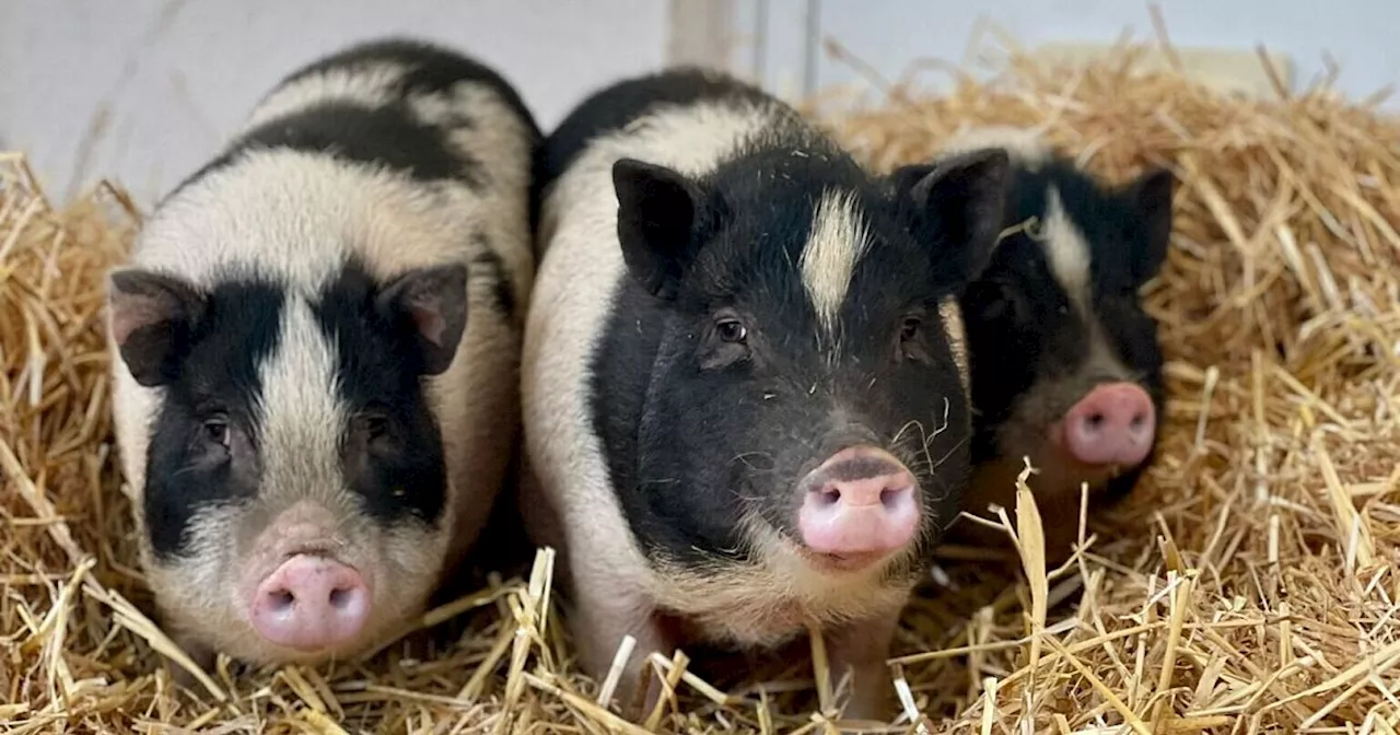 Tierheim Lübbecke fängt drei ausgesetzte Mini-Schweine