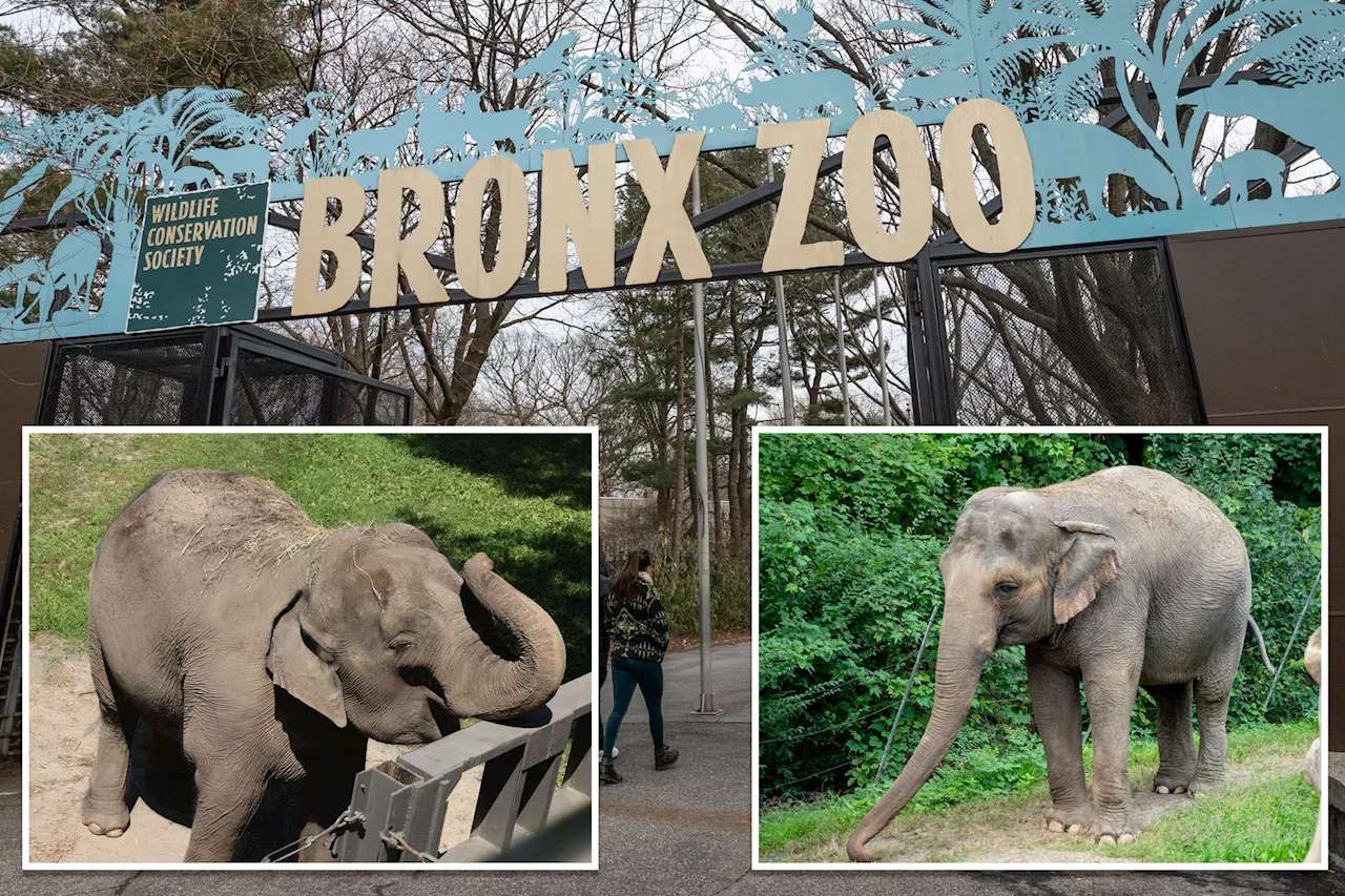 NYC Bar Demands Bronx Zoo Elephants Be Moved to Sanctuary