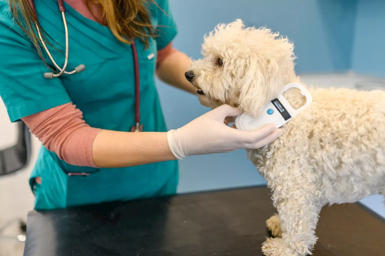 Pet Microchip Company Save This Life Closes Abruptly, Leaving Owners Concerned