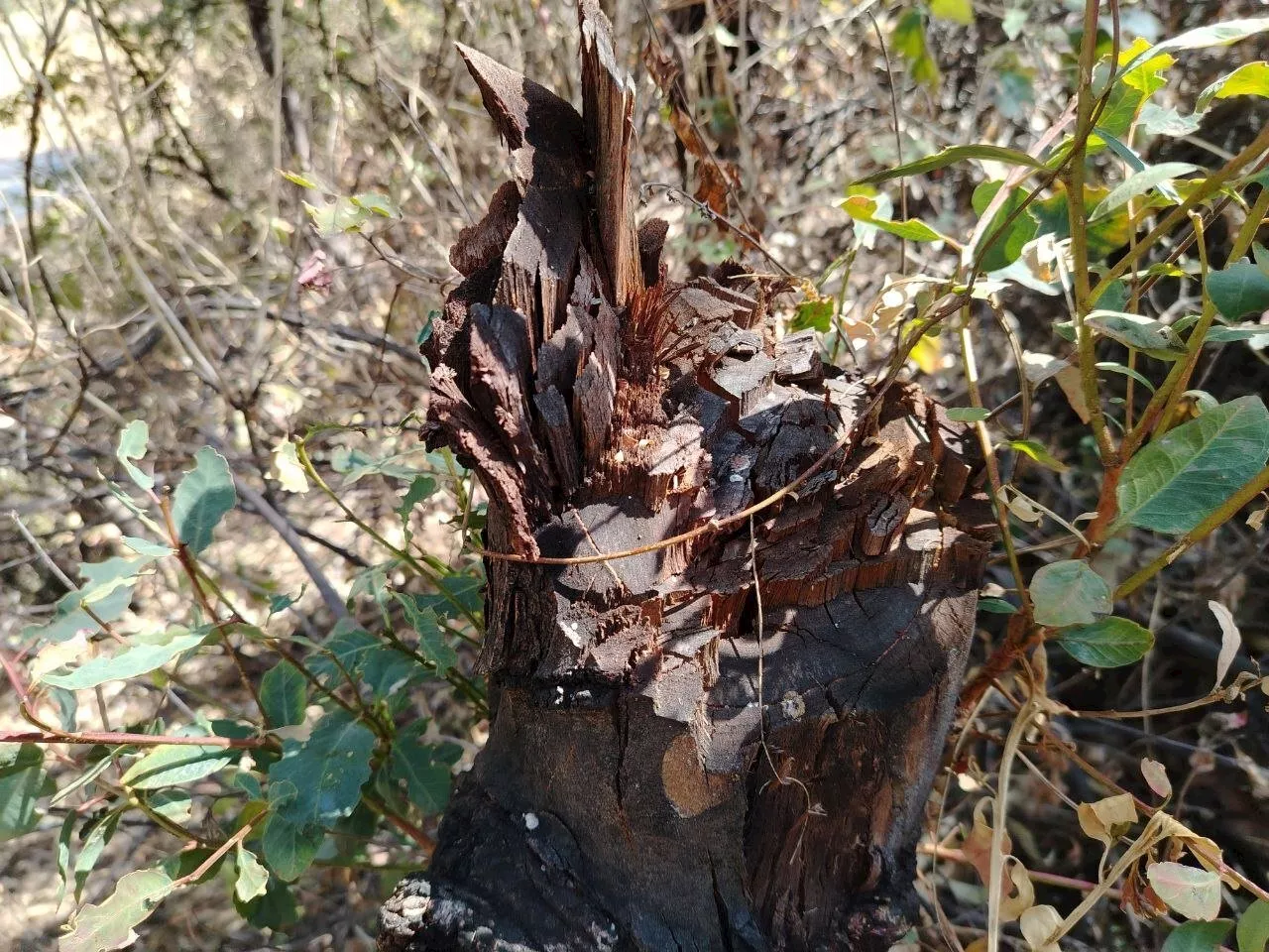 Ecocidio en la Cuenca de la Presa de Mineral de Santa Ana: Talas Indiscriminadas y Ausencia de Respuestas