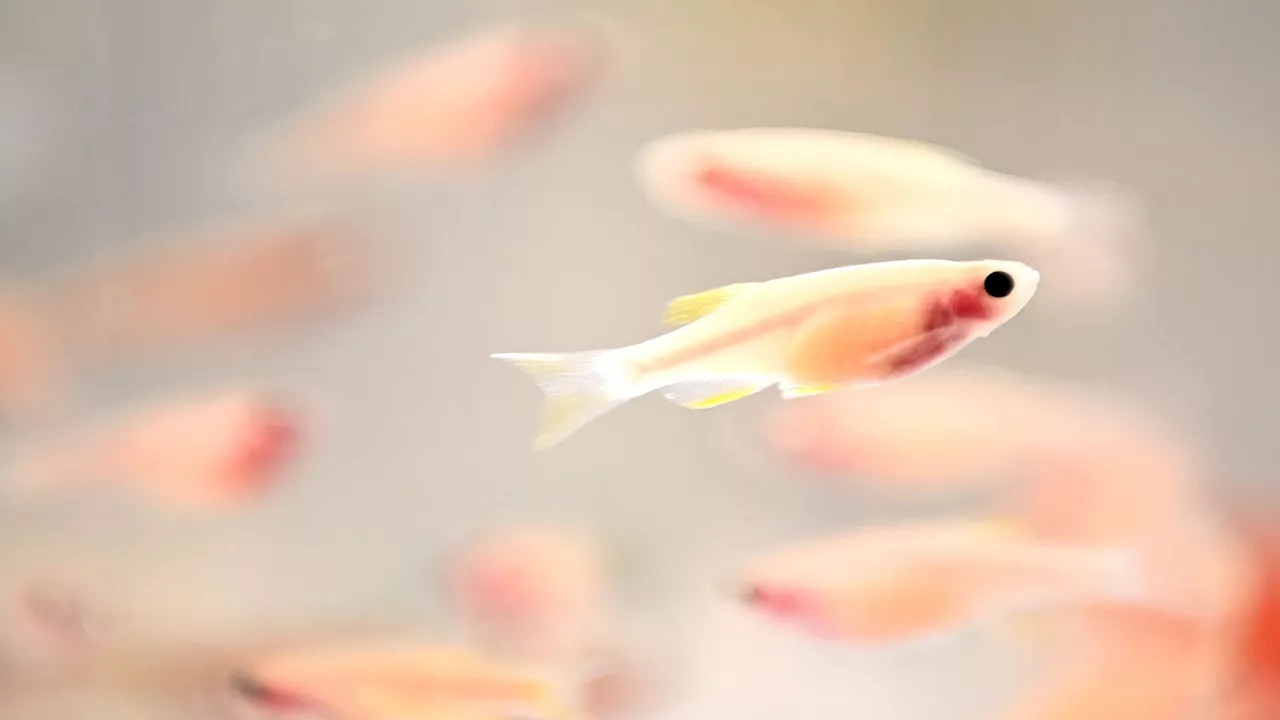 Genetically Modified Flies and Fish Absorb and Convert Toxic Mercury