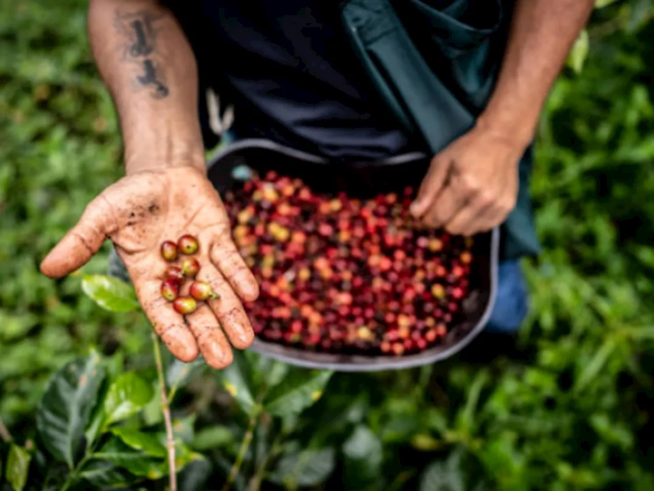 Un sector solidario, saludable y eficiente para la caficultura