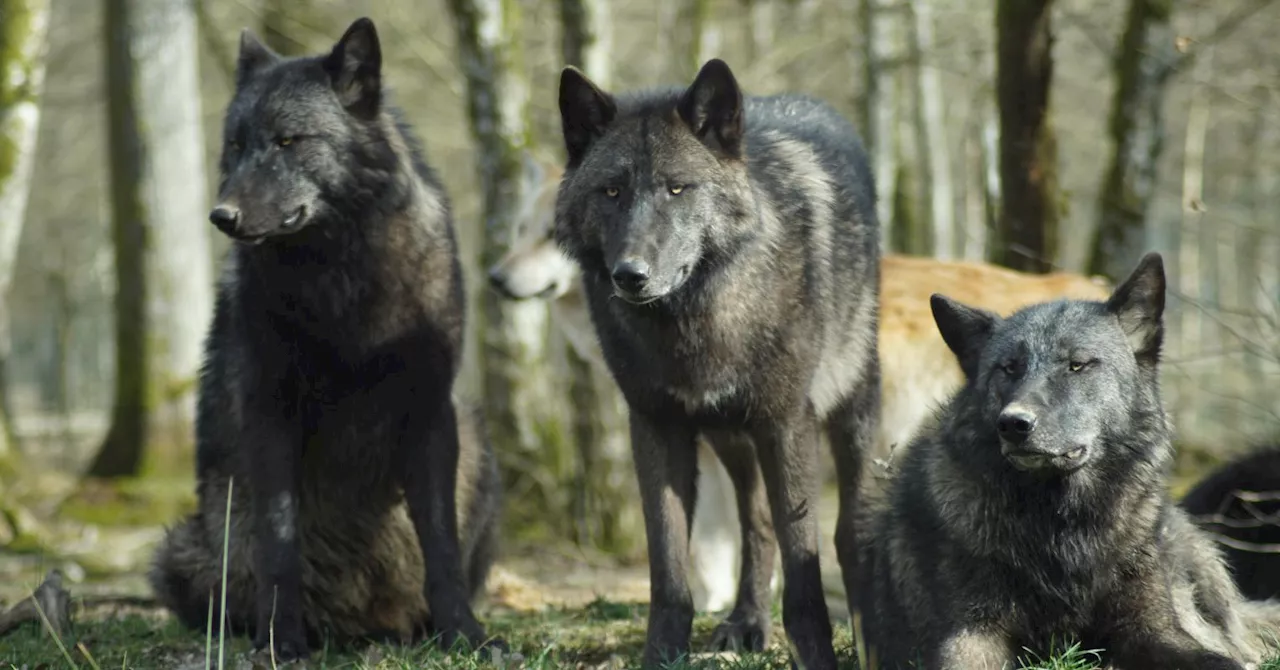 Positive Dog Training Principles for Peaceful Coexistence with Wolves