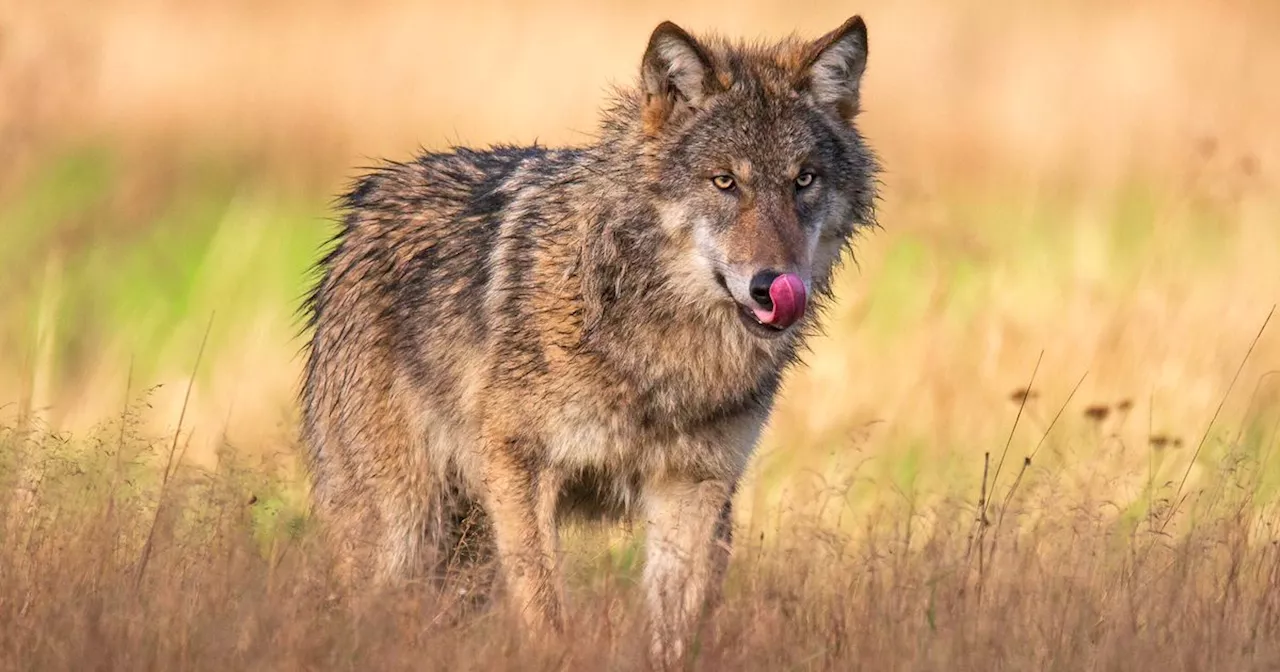 Wolfspotting in Drenthe daalt, meer aanwezigheid mogelijk