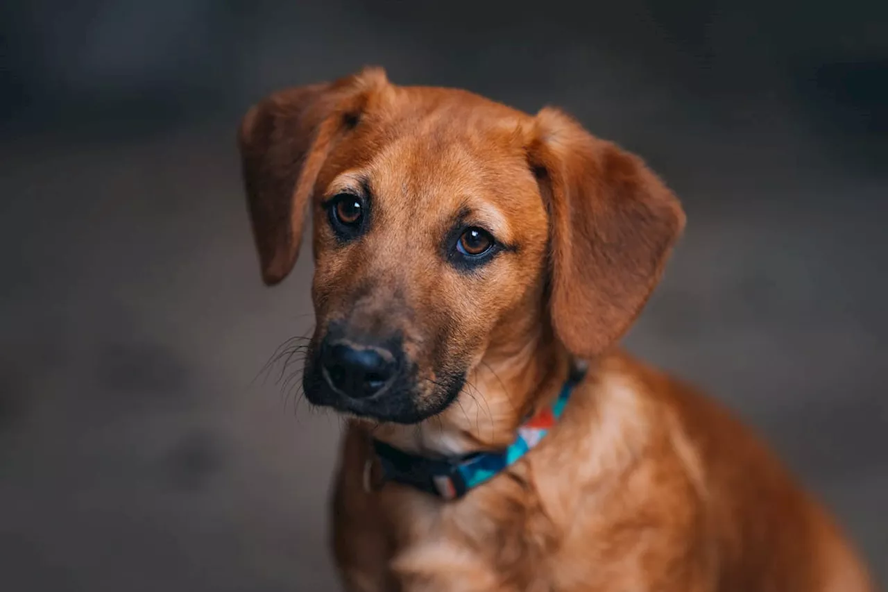 Mort d'une Chienne à Bréhat: Attention à la Leptospirose!