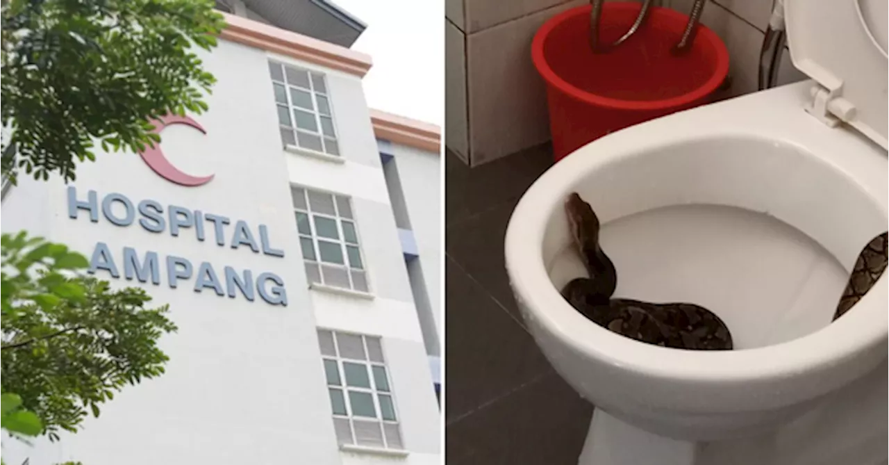 Boy, 6, Bitten by Python While Using the Bathroom in Ampang