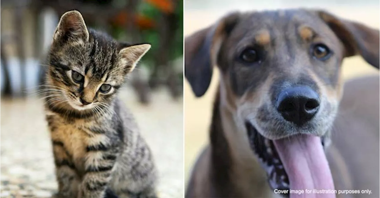 Does Malaysia Have Kill Shelters? Here's What They Are & What You Can Do